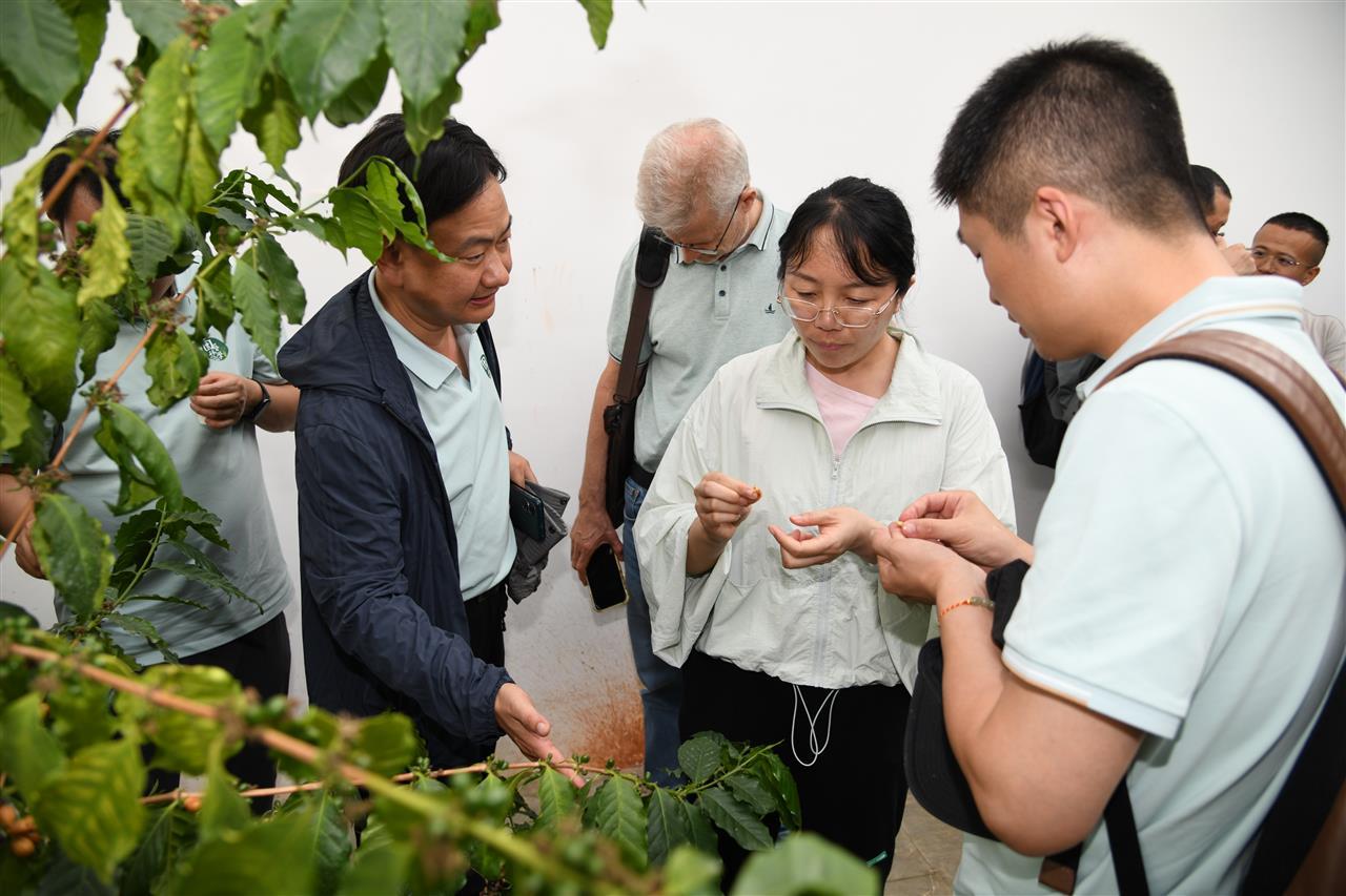 14 热经所副所长张翠仙(中)向华中农大青年教师介绍咖啡种植情况( 徐行 摄).JPG 14 热经所副所长张翠仙(中)向华中农大青年教师介绍咖啡种植情况( 徐行 摄).JPG