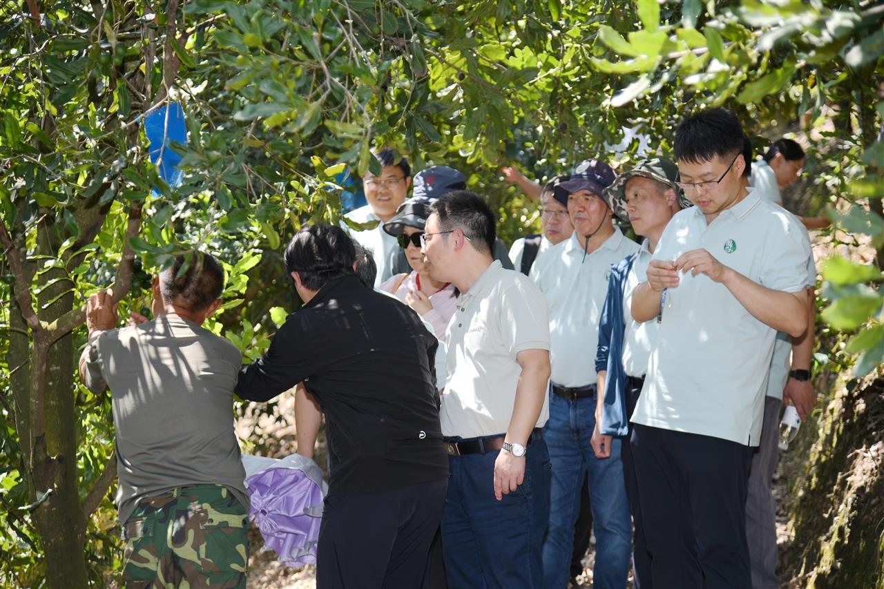 8 穿梭坚果“林间”,了解临沧坚果种植情况(徐行 摄).JPG 8 穿梭坚果“林间”,了解临沧坚果种植情况(徐行 摄).JPG